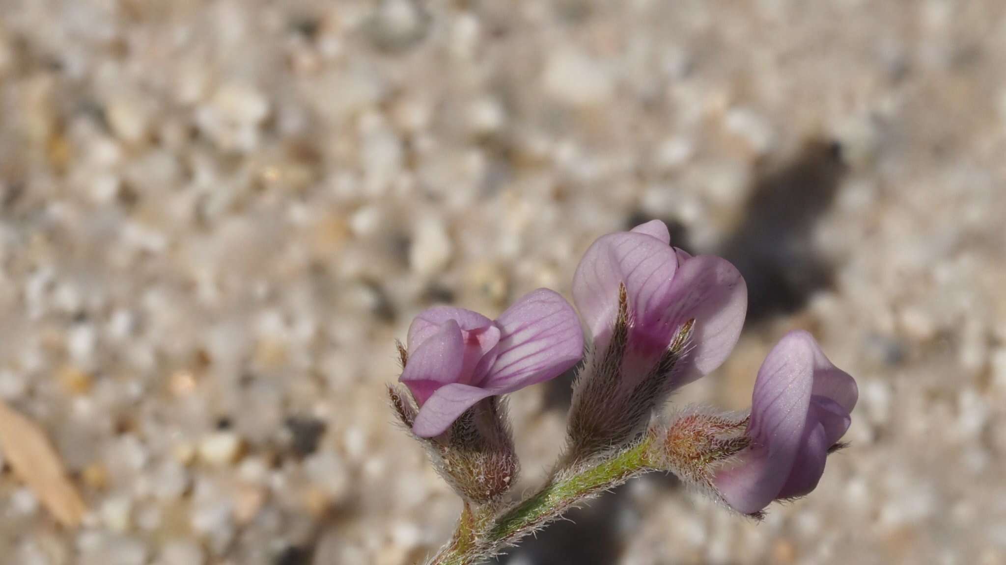 Image of gravel milkvetch