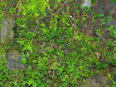 Image of Mountain Wolf Snake