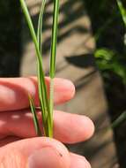 Carex caroliniana Schwein. resmi