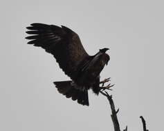 Image of Wahlberg's Eagle