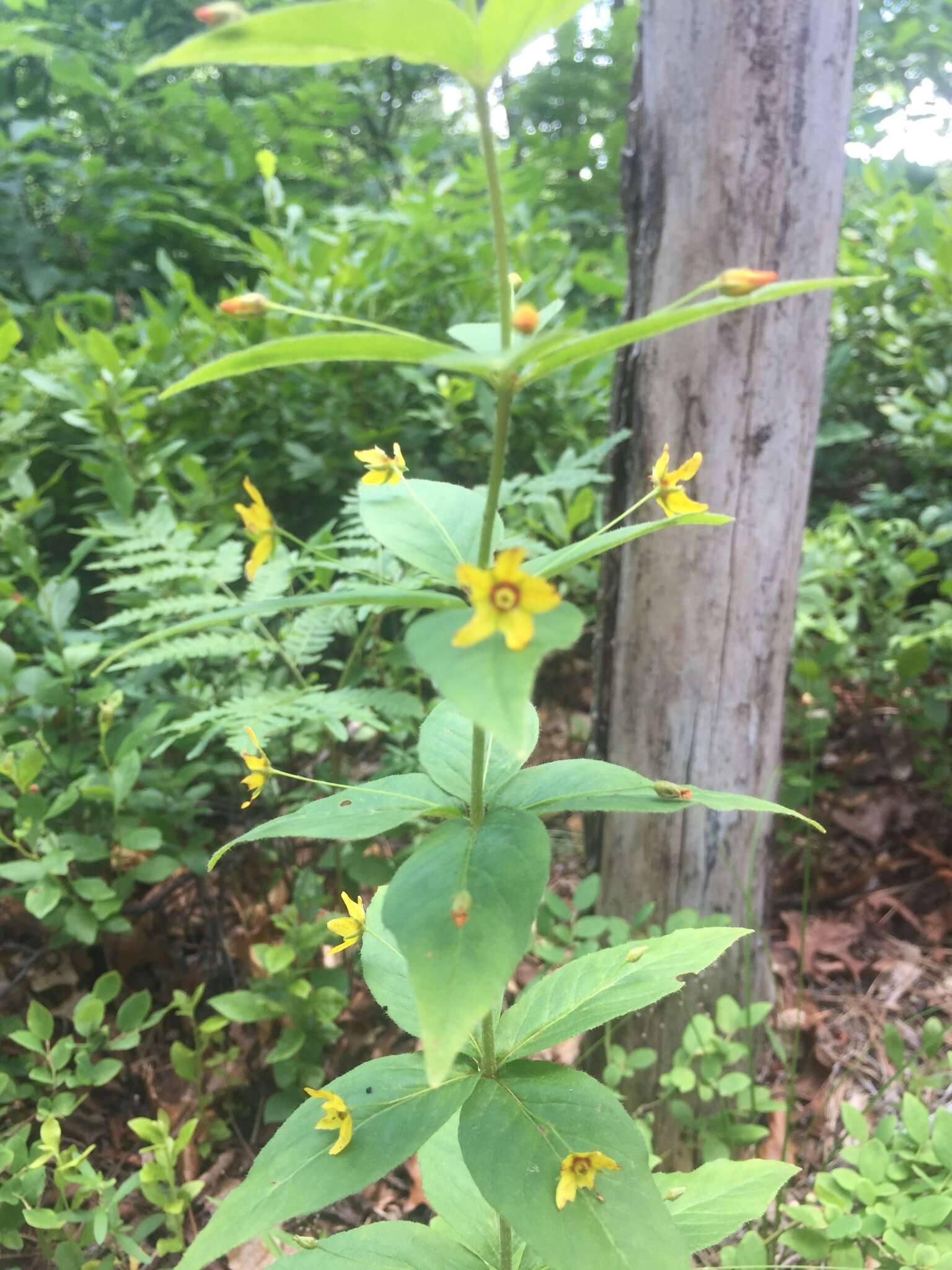 Image of whorled yellow loosestrife