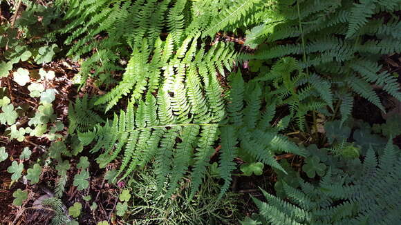 Athyrium asplenioides var. cyclosorum (Rupr.) resmi