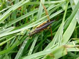 Megaulacobothrus aethalinus (Zubovski 1899) resmi