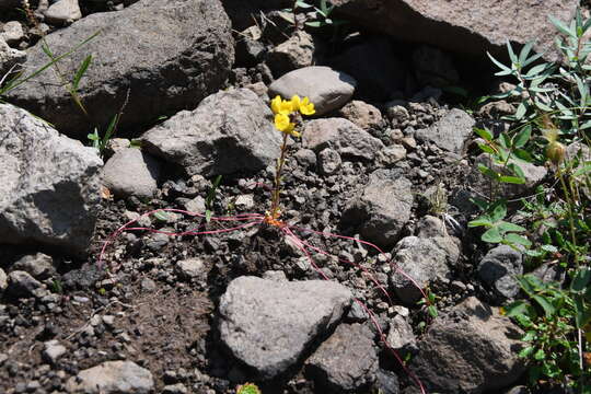 Image of whiplash saxifrage