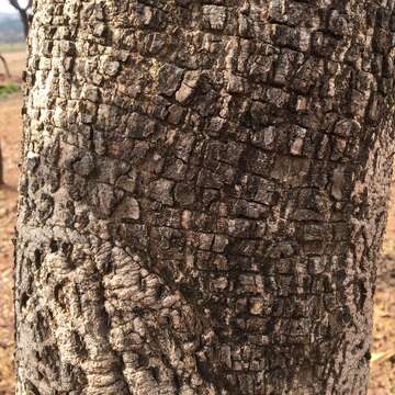 Image of African Locust Bean Tree