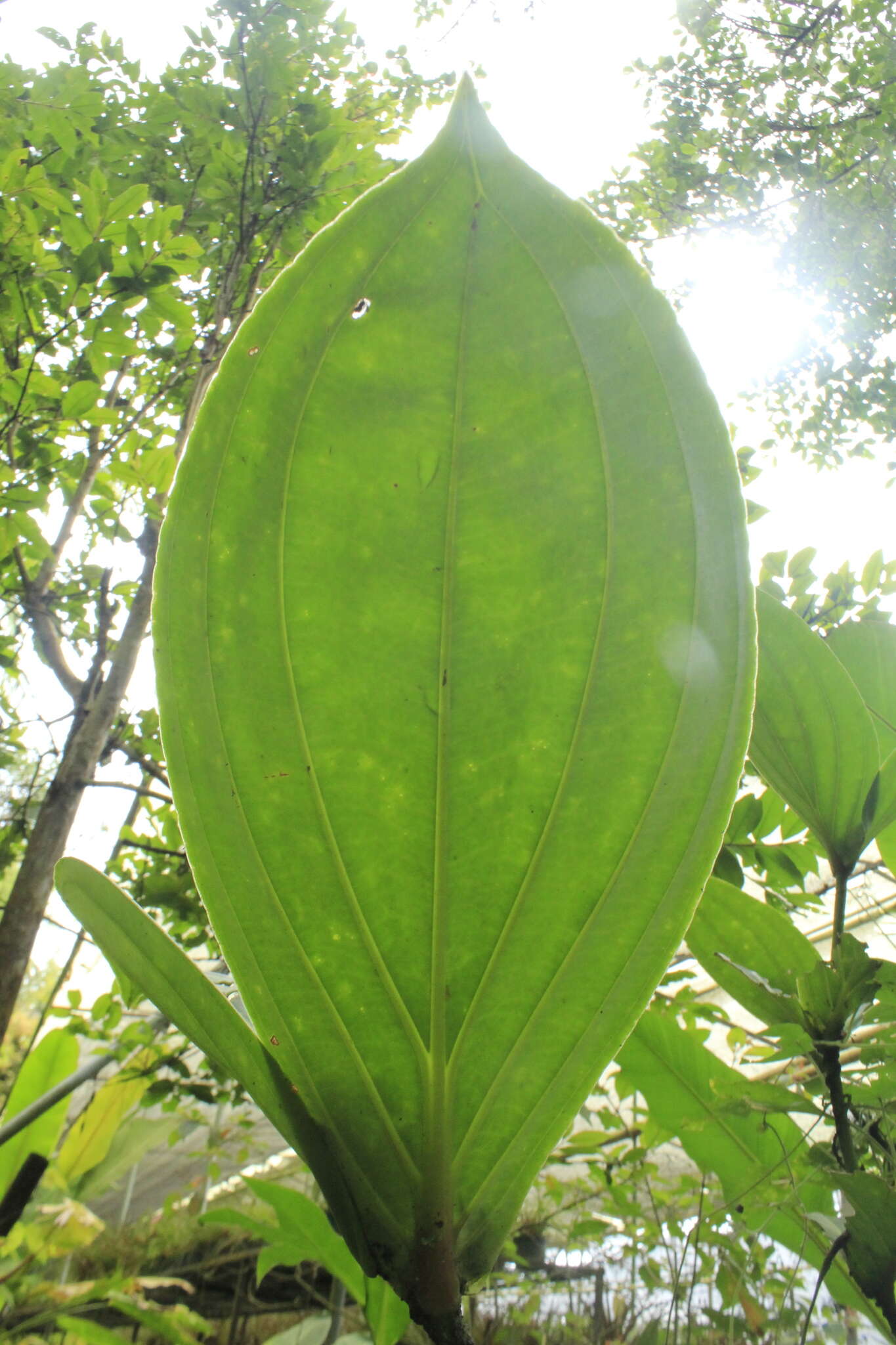 Image of Medinilla speciosa (Reinw. ex Bl.) Bl.