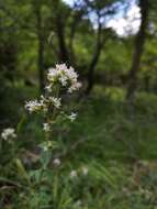 Image of Origanum vulgare subsp. virens (Hoffmanns. & Link) Ietsw.