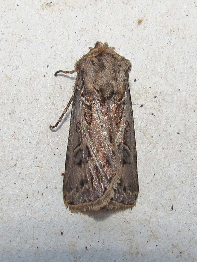 صورة Agrotis gladiaria Morris 1874