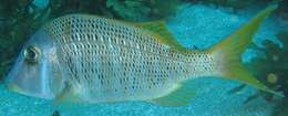 صورة Lethrinus crocineus Smith 1959