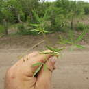 Image of Physostemon humilis (Rose) Iltis