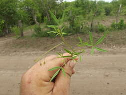 Image of Physostemon humilis (Rose) Iltis