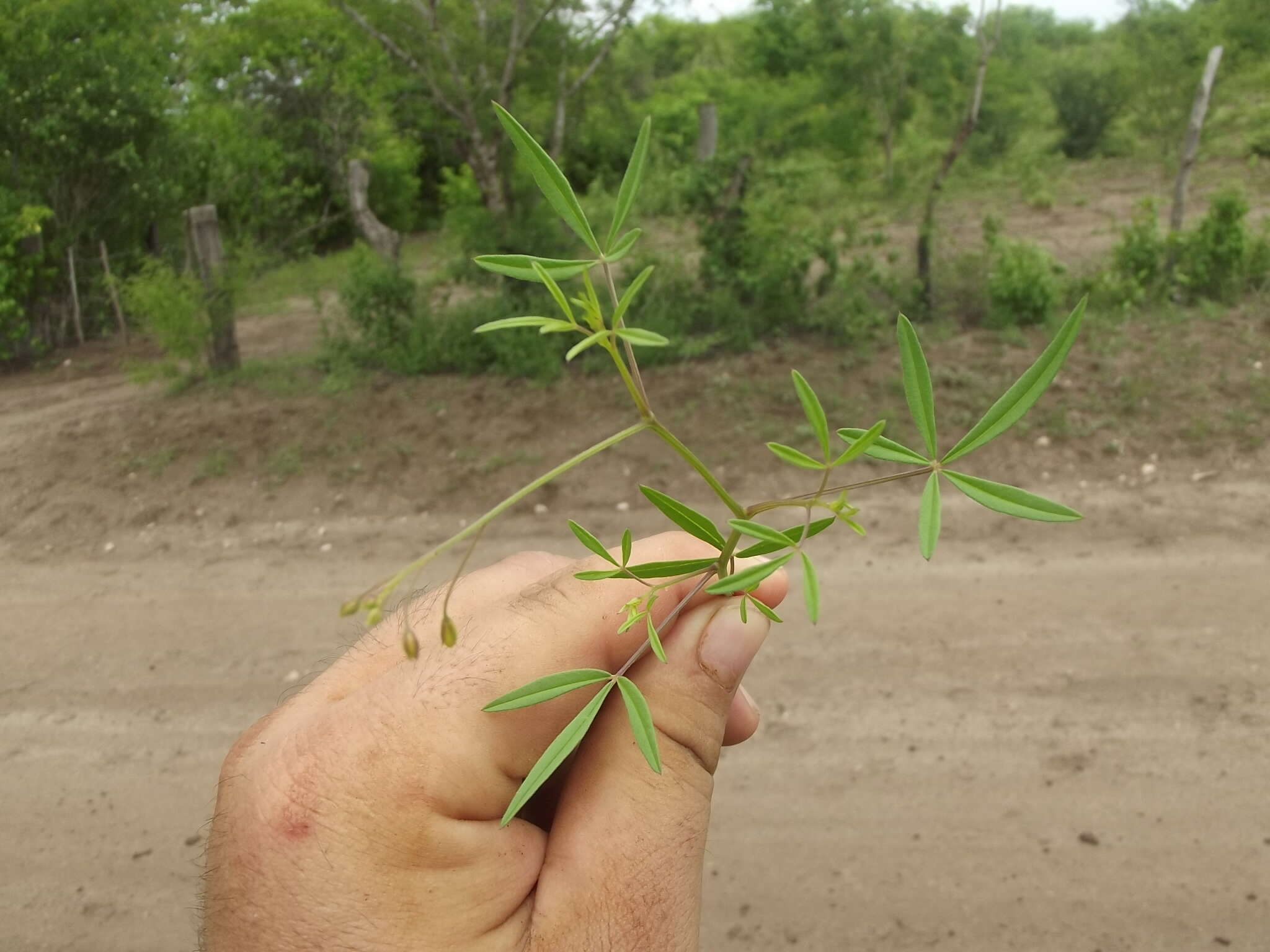 Слика од Physostemon humilis (Rose) Iltis