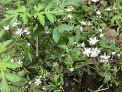 Image of Sedum jaliscanum S. Wats.