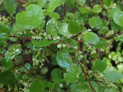 Image of Muehlenbeckia complexa var. grandifolia Carse