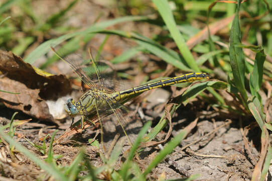 Image of Western Clubtail