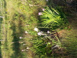 Imagem de Cirsium lecontei Torr. & A. Gray