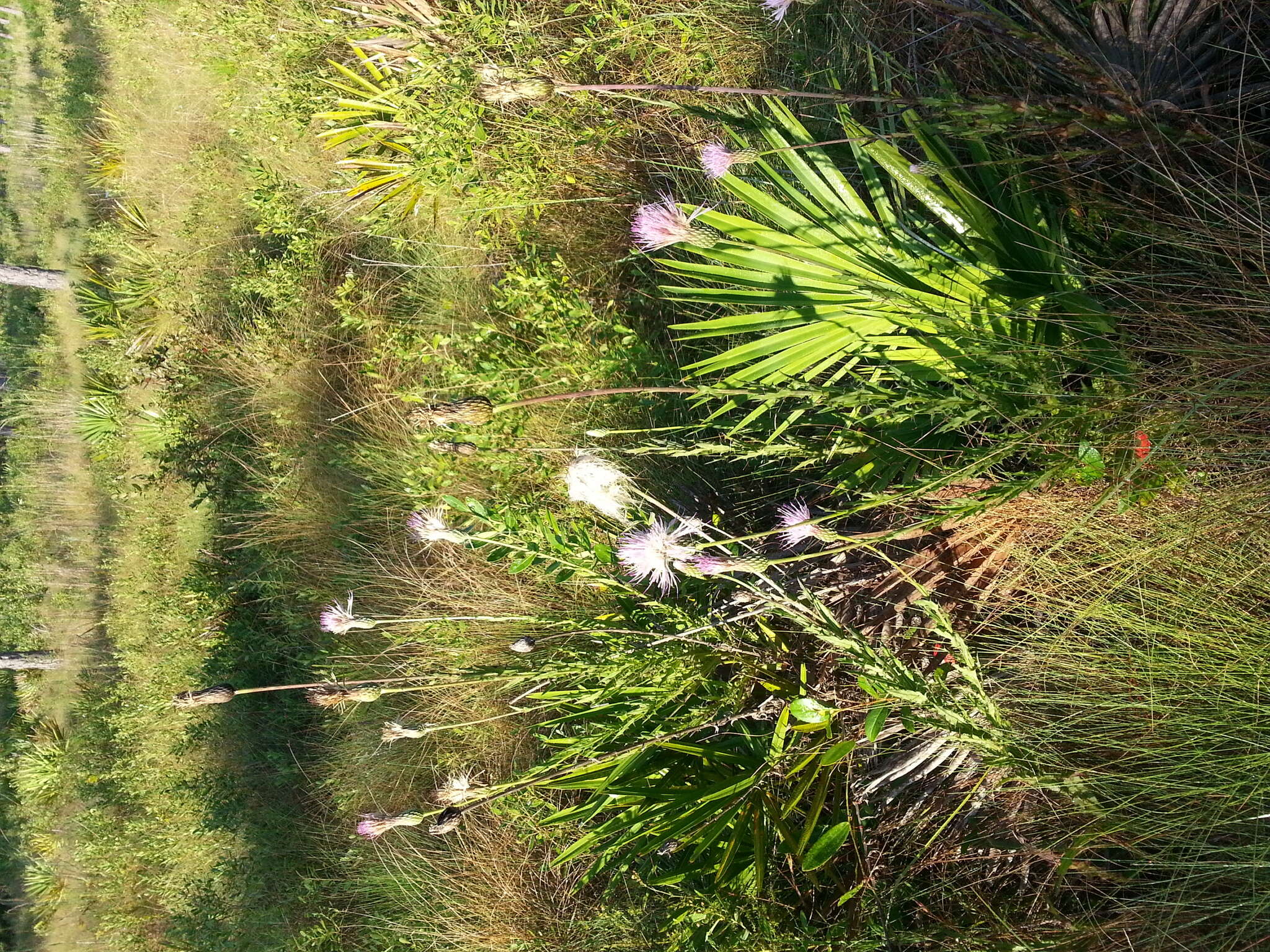 Imagem de Cirsium lecontei Torr. & A. Gray