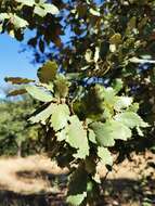 Image of Quercus convallata Trel.