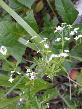 Image de Galium dahuricum Turcz. ex Ledeb.