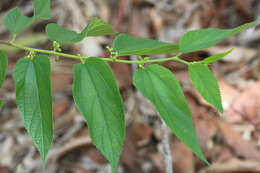 Image of peach-leaved poison bush