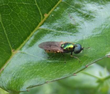 Image of Soldier fly