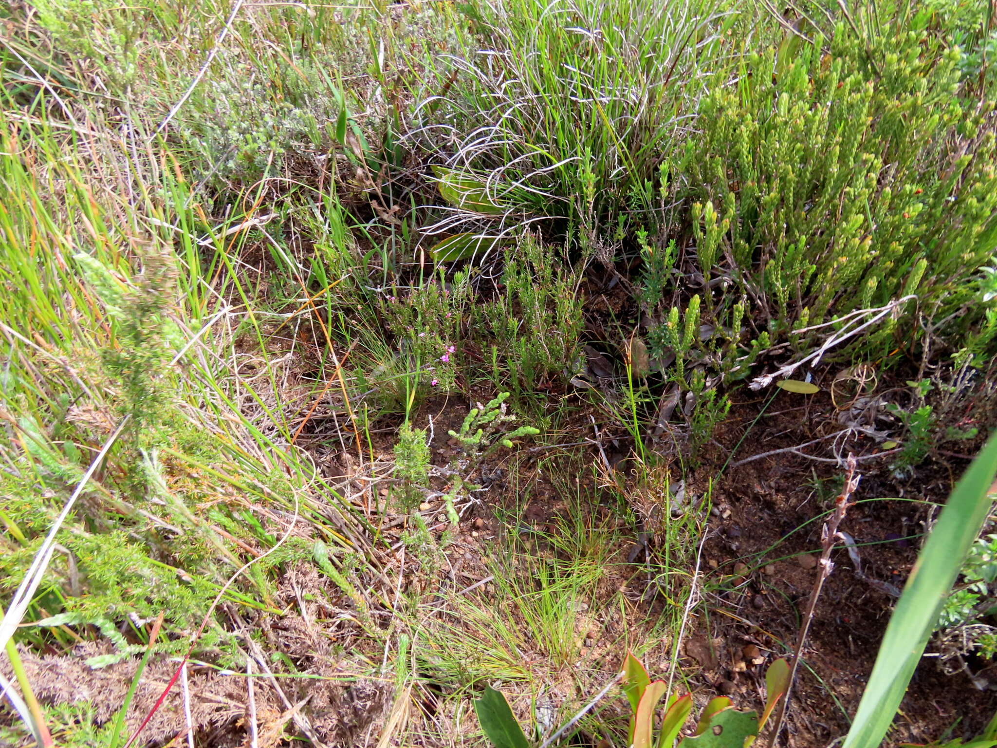 Image of Muraltia pageae Levyns