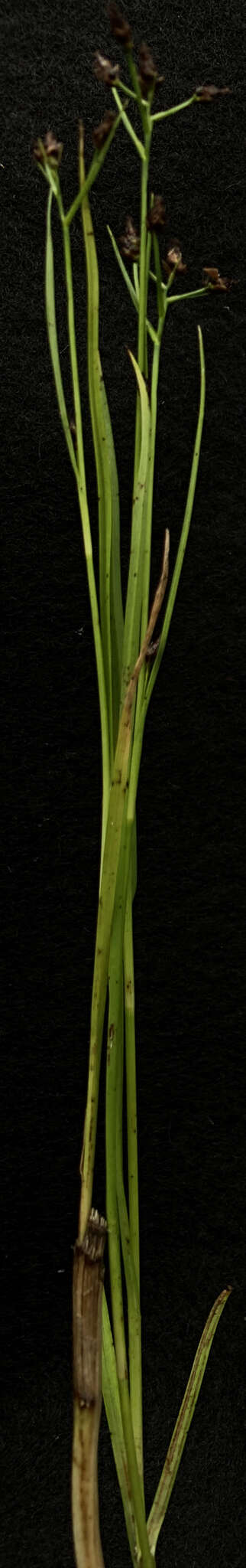 Image of Short-Beak Beak Sedge