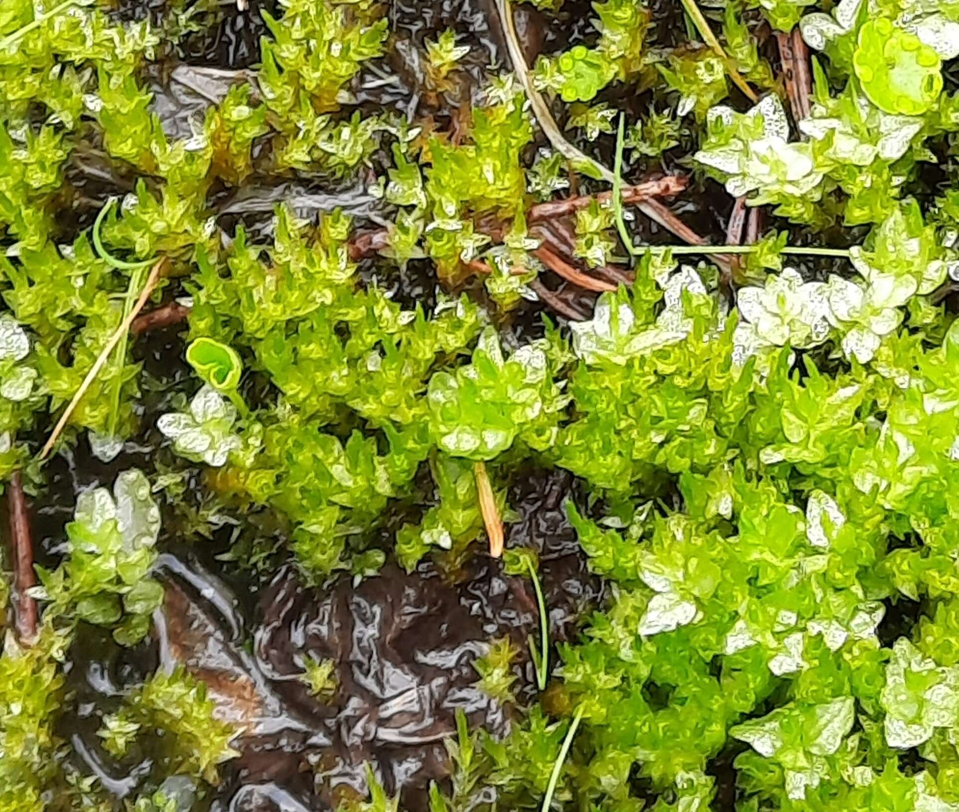 Image of calliergon moss