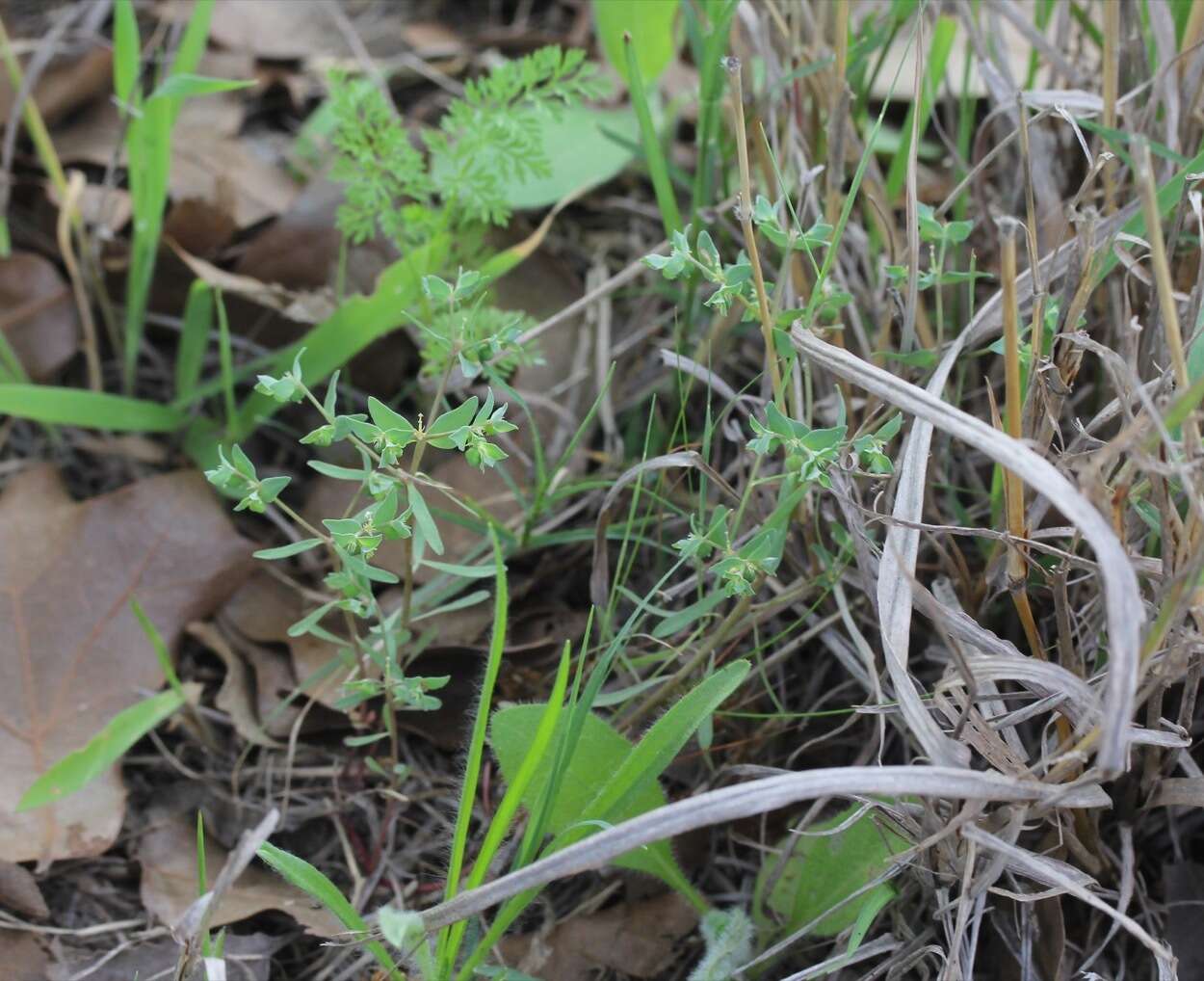 Слика од Euphorbia peplidion Engelm.