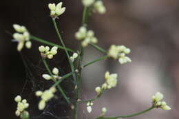 Imagem de Romnalda strobilacea R. J. F. Hend. & Sharpe