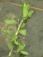 Image of Ludwigia taiwanensis C. I. Peng