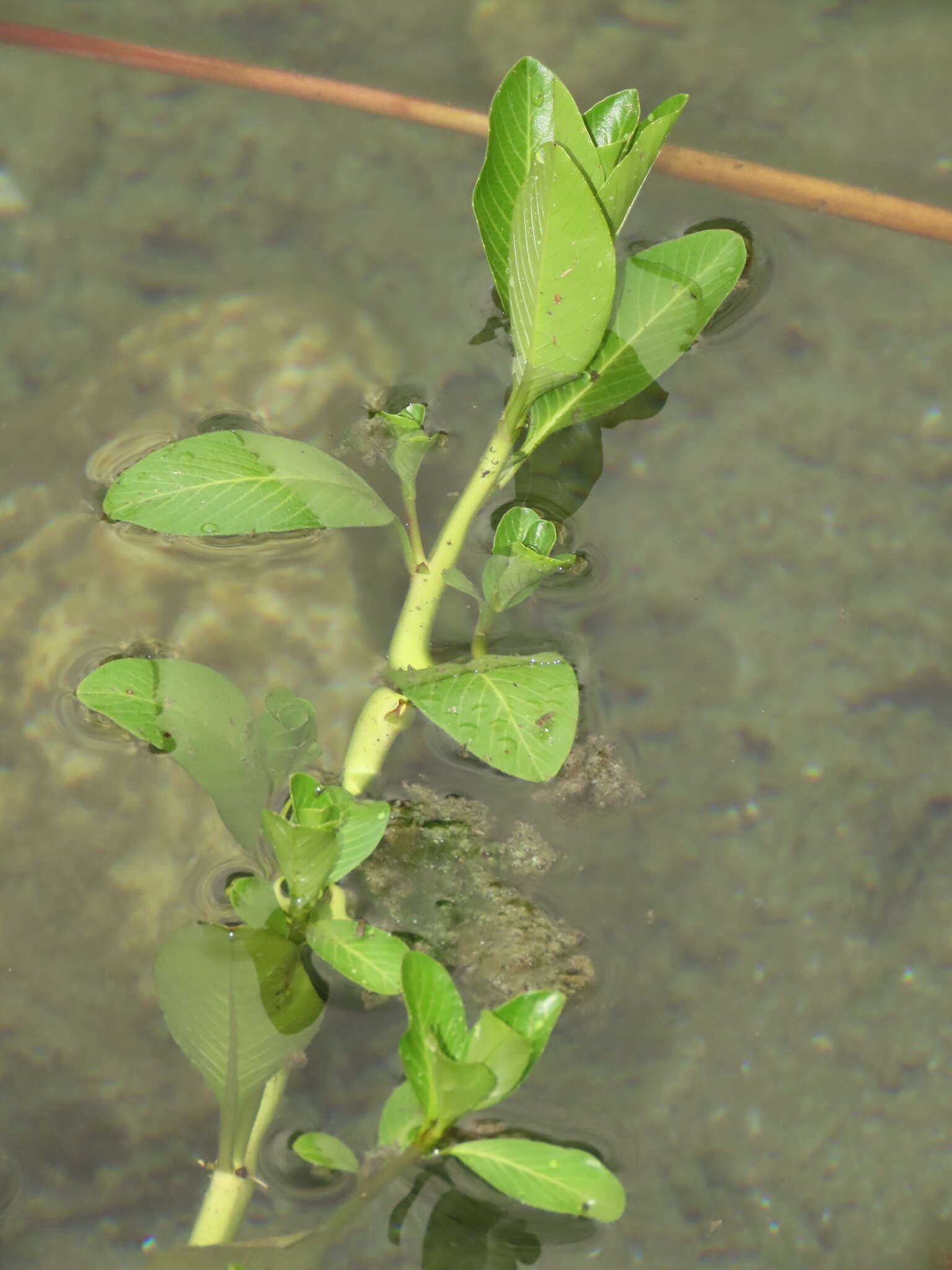 صورة Ludwigia taiwanensis C. I. Peng