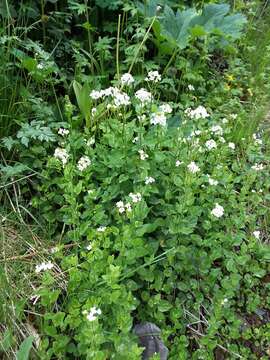 Image of Large Mountain Bittercress