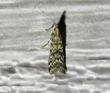 Image of Spruce Coneworm