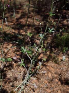 Delphinium hansenii subsp. ewanianum M. J. Warnock的圖片