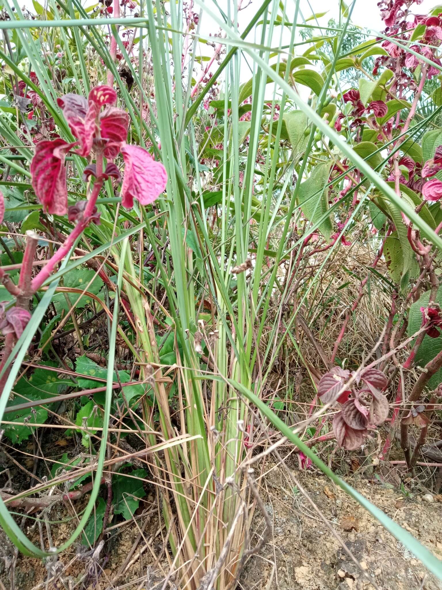 Слика од Chrysopogon zizanioides (L.) Roberty