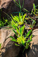 صورة Euphorbia bupleurifolia Jacq.