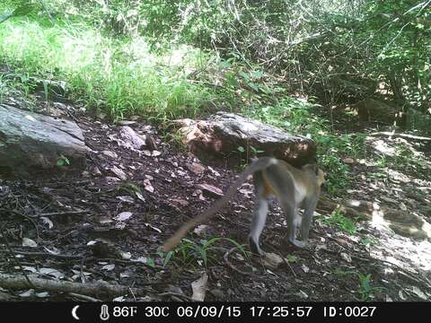 Image of Tantalus Monkey