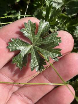 Image of Butte County checkerbloom