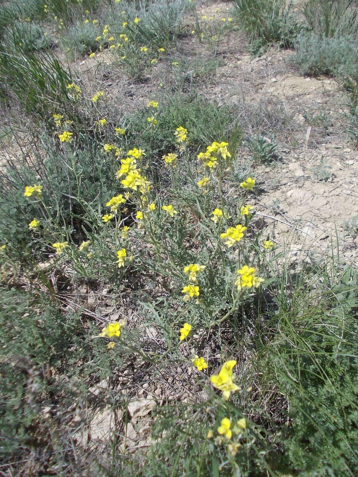 Image of Sterigmostemum caspicum (Lam. ex Pall.) Kuntze