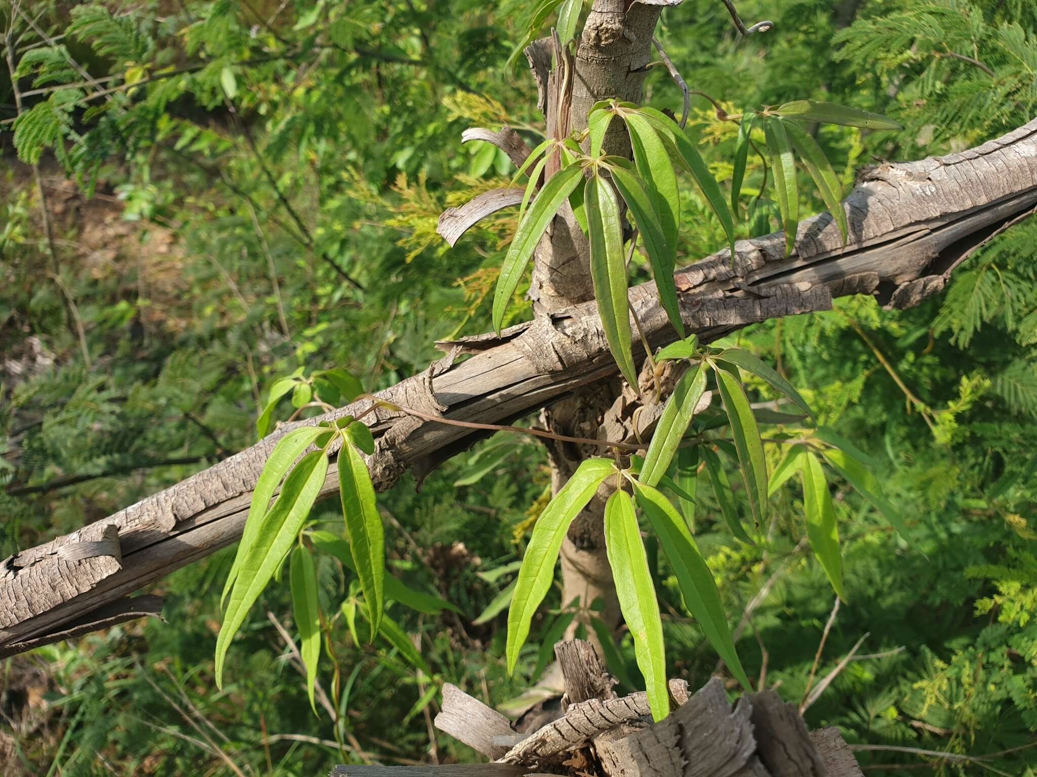 Image of Dioscorea bemarivensis Jum. & H. Perrier