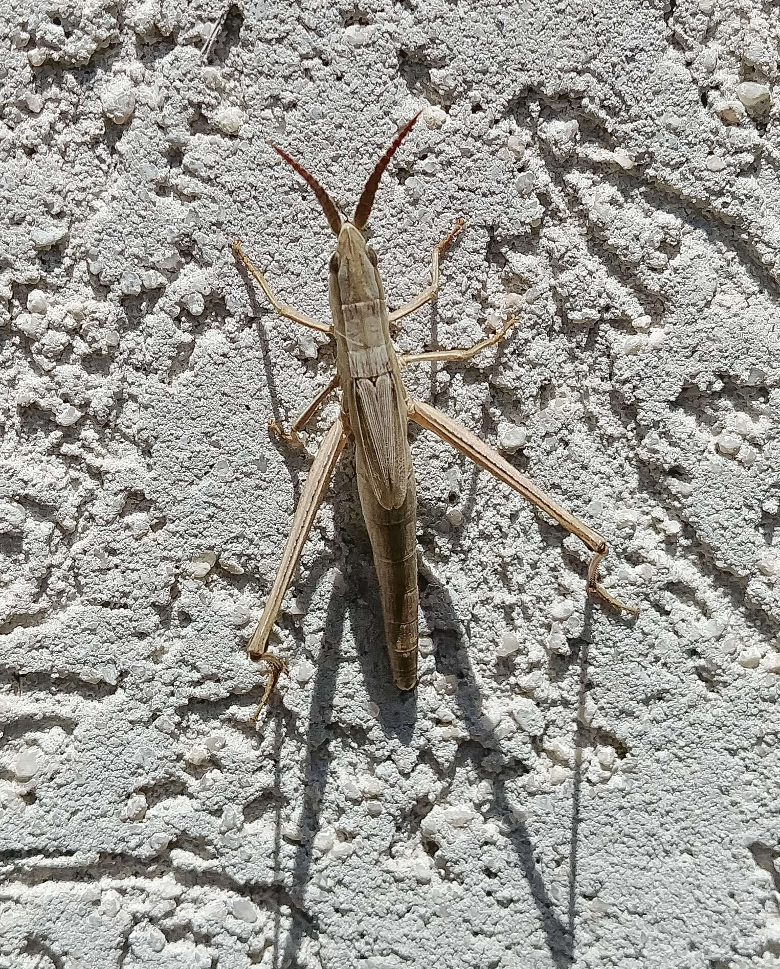 Pseudopomala brachyptera (Scudder & S. H. 1862)的圖片