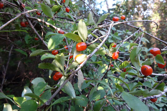 Image of Coprosma foetidissima J. R. Forst. & G. Forst.