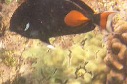 Image of Achilles Tang