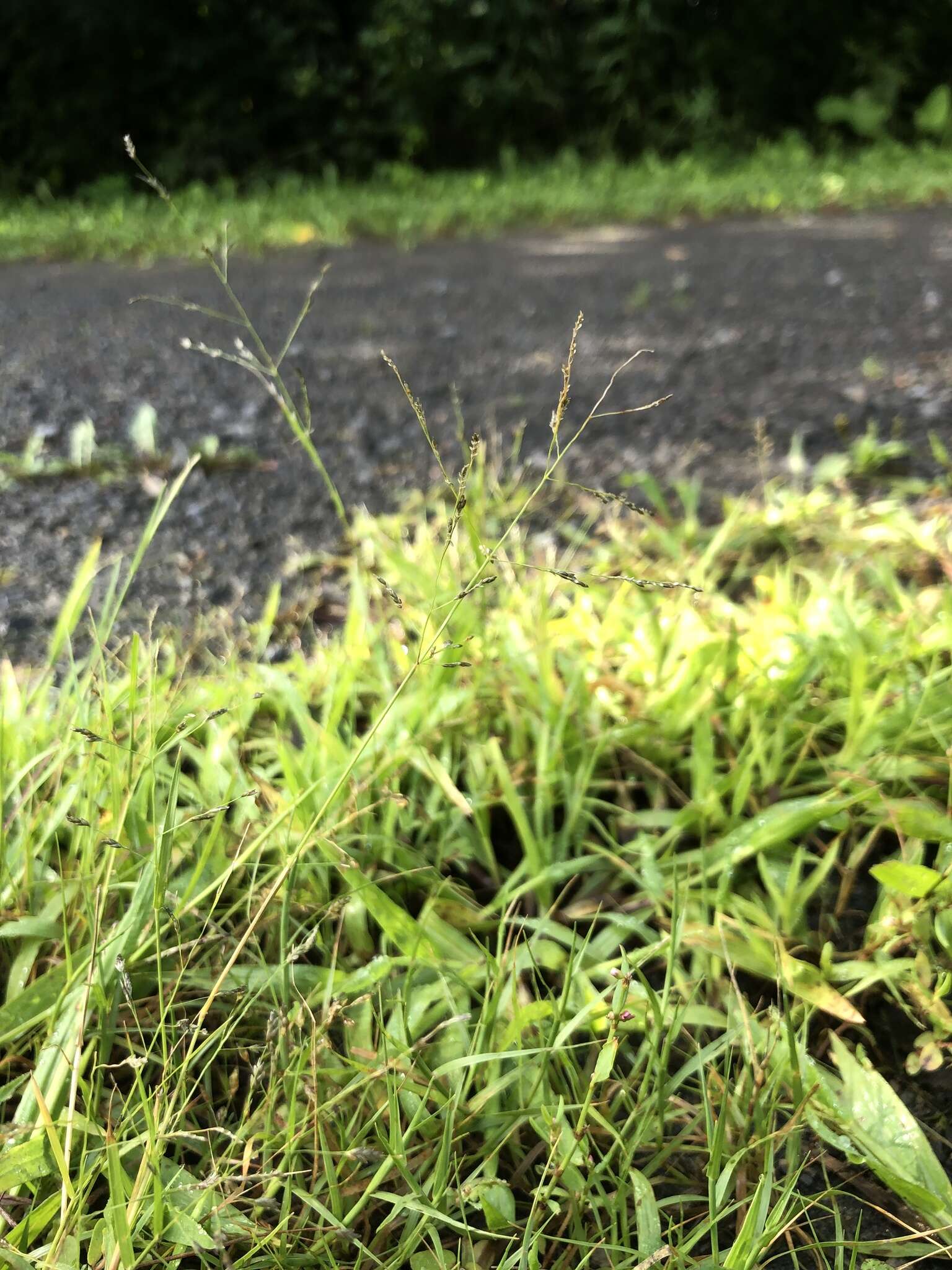 Imagem de Eragrostis pectinacea (Michx.) Nees