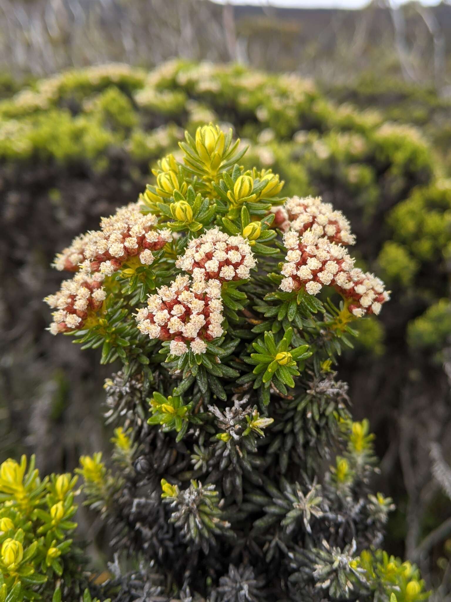 Ozothamnus ledifolius (A. Cunn. ex DC.) Hook. fil. resmi