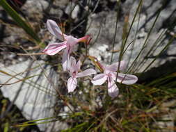 Image de Disa gladioliflora Burch. ex Lindl.