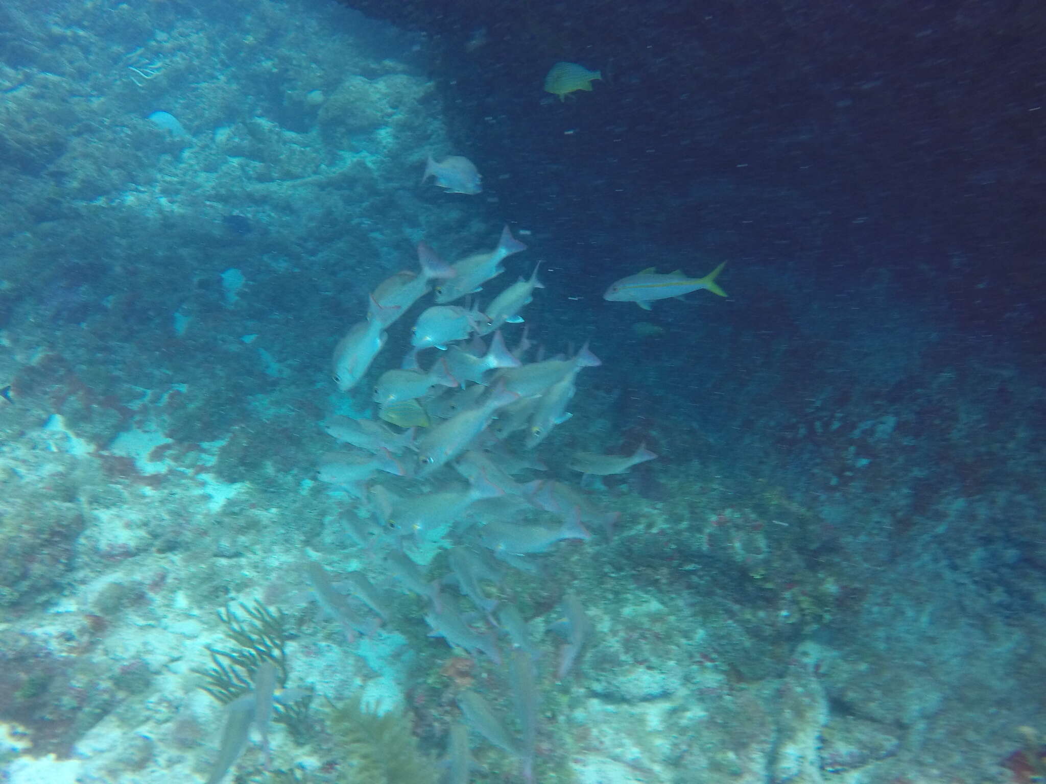 Image of Goatfish