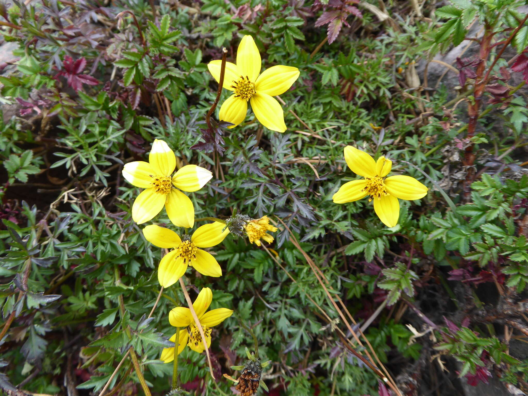 Image of Bidens triplinervia Kunth