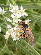 Image of Stizus brevipennis Walsh 1869